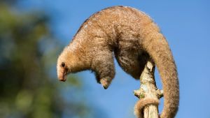 Observe silky anteaters navigate rainforest treetops with their prehensile tails