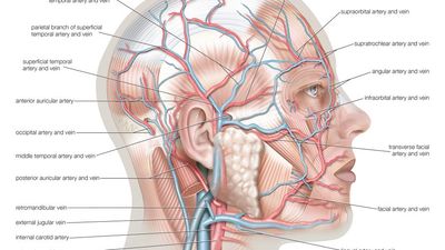 Superficial arteries and veins of face and scalp, cardiovascular system, human anatomy, (Netter replacement project - SSC)