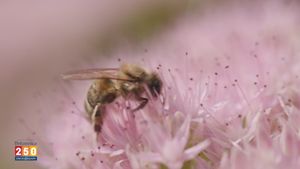 Discover the importance of bees to the environment