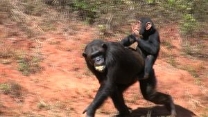 Observe chimpanzees' social interactions in their rainforest, grassland, and woodland habitats