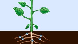 See how the xylem carries food up from the roots and how the phloem transports food down from the leaves