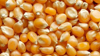 corn kernels (popcorn; vegetable)