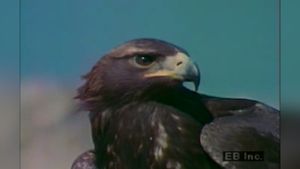 See a golden eagle take flight from its nest to swoop down on rabbit prey