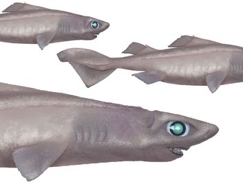 hooktooth dogfish shark (Aculeola nigra), fishes refer to asset 160016 for original art