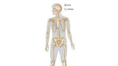 full human skeleton