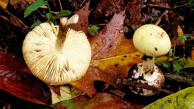 Mushroom. Toadstool. Fungi. Fungus. Wild Mushrooms. Spores. Amanita. Death cap. Amanita phalloides. Mushroom poisoning. Death caps in the forest; overturned death cap showing spores.