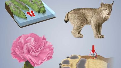 Name that Thing - Nature, composite image: carnation, dewclaw, fjords, lynx