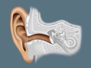 Know how human ears help to perceive and distinguish sounds