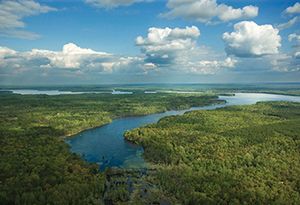 Glimpse wading birds, turtles, and alligators in Florida's subtropical marsh region the Everglades