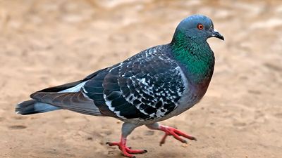 pigeon. pigeon and dove. member of the order Columbiformes, family Columbidae