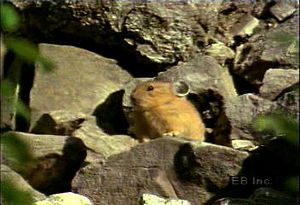 Watch a pika forage for food in mountainous terrain and deliver a litter of fully dependent hairless pups