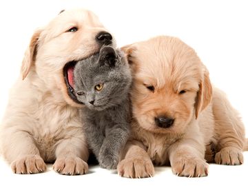 Two puppies and a kitten, puppy playfully biting kitten's head