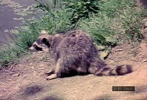 Watch a North American raccoon sift for aquatic prey, using its keen sense of touch