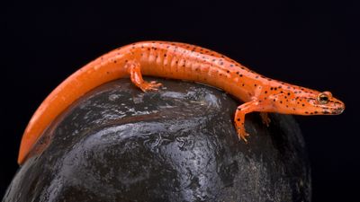 Examine the habitat and life cycle of the lungless red salamander amphibian from the Plethodontidae family
