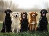 Various retriever dog breeds sitting in a row. L-R: curly coated retriever, golden retriever, Labrador retriever, duck tolling retriever, flat coated retriever. hunting sporting dogs