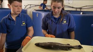 Hear about school students on Kangaroo Island, South Australia breed barramundi as part of their subjects