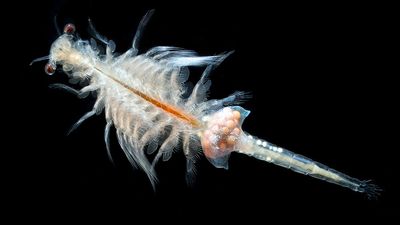 live foods for aquarium fish, fresh hatched brine shrimp (Artemia salina)