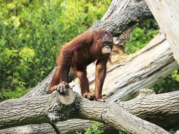 Female Bornean orangutan in tree. Ape, primate, animal.