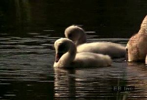 Observe a trumpeter swan care for cygnets in their nest and marsh-grass habitat