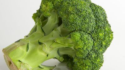 Vegetable. Broccoli. Brassica oleracea, variety italica. A head of broccoli. Broccoli florets.